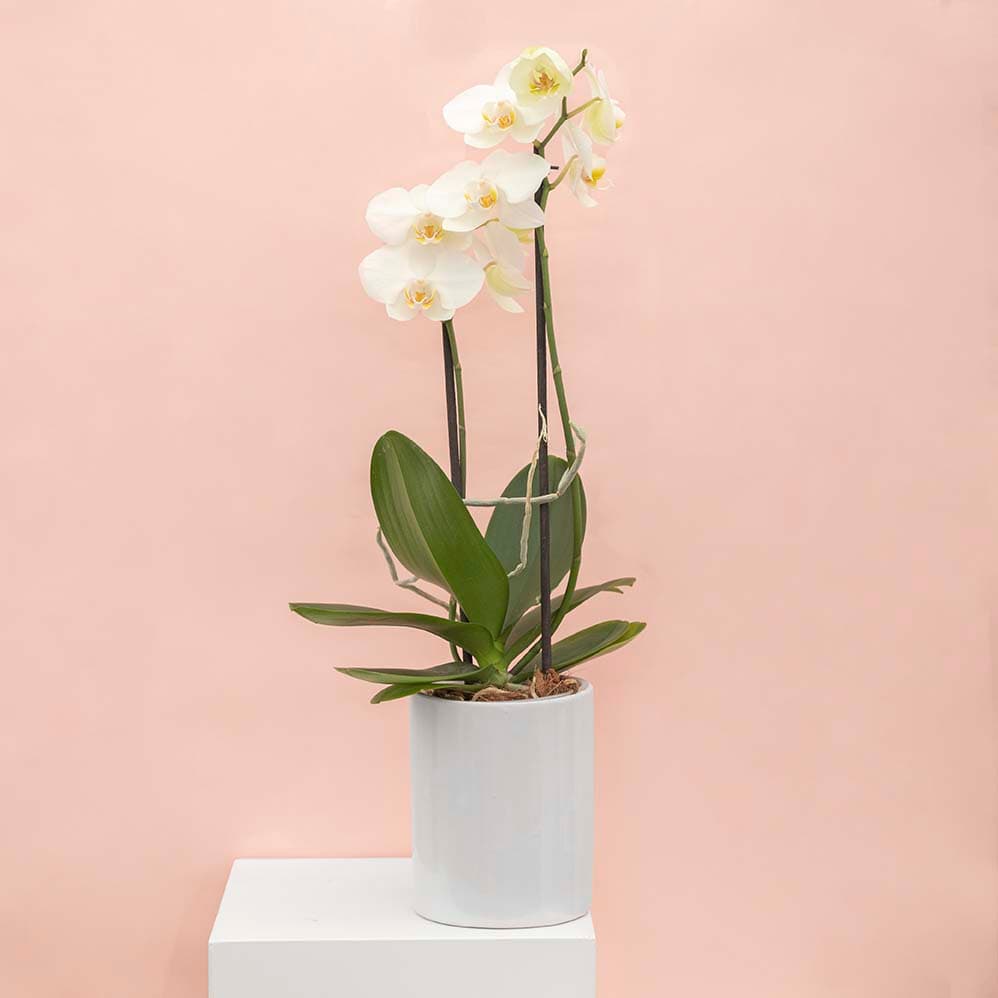 Plantas